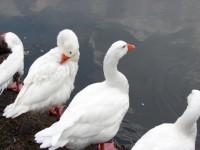 Kastoria Lake Birds