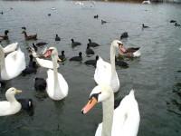 Kastoria Lake Birds