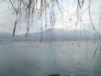 Ορνιθοπανίδα της Λίμνης Καστοριάς