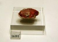 16101. Όστρεο γεμάτο με κόκκινη ύλη, θήκη για την αποθήκευση του χρώματος, πιθανόν για καλλωπισμό. Από το Σέσκλο ή το Διμήνι. Νεολιθική εποχή.