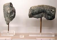 6247. Fragments of Minoan stone chlorite rhytons in the shape of bovine heads with engraved decoration. From the rhyton's well, Mycenae acropolis. 15th century BC 