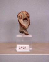2595. Head of  male figurine shown in the previous photo