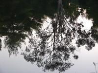 Kaiafa Lake: No, we are not upside down, it is a fantastic reflection of the tree in the lake
