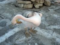 Mykonos Mascot Pelicans