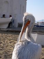 Mykonos Mascot Pelicans