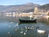 Ορνιθοπανίδα λίμνης Καστοριάς (Ορεστιάδας)