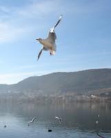 Kastoria Lake Wildlife