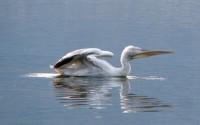 Kastoria Lake Wildlife: Pelicans