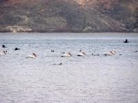 Kastoria Lake Wildlife: Pelicans