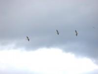 Kastoria Lake Wildlife: Pelicans in flight