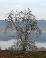 Kastoria Lake Wildlife