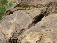 Παλαιοντολογικό Μουσείο Νόστιμου: Απολιθωμένος κορμός δένδρου εκτεθειμένος στην αυλή του μουσείου