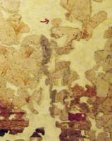 Πίθηκος στην τοιχογραφία «Πότνια Θηρών» και «Κροκκοσυλλέκτρια» (Λεπτομέρεια- Ολόκληρη η τοιχογραφία παρουσιάζεται στην αντίστοιχη σελίδα μας)