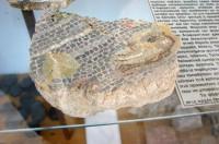 Αρχαιολογικό Μουσείο της Δήλου: Θραύσμα μωσαϊκού