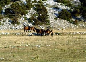 Herd of wild horses at large in Arta Prefecture
