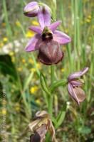 Ophrys ferrum-equinum X Ophrys sphegodes