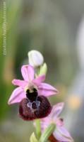 Ophrys sphegodes subsp. spruneri