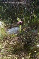 Ophrys ferrum-equinum subsp. ferrum-equinum