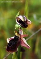 Ophrys ferrum-equinum subsp. ferrum-equinum