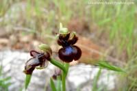 Ophrys speculum subsp. speculum 