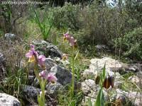 Ophrys villosa 