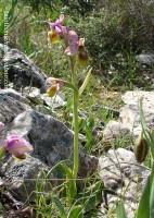 Ophrys villosa 