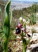 Ophrys ferrum-equinum subsp. ferrum-equinum 
