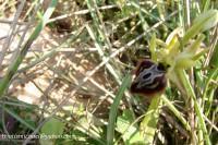 Ophrys sphegodes sspec. aesculapii