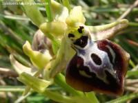 Ophrys sphegodes sspec. aesculapii
