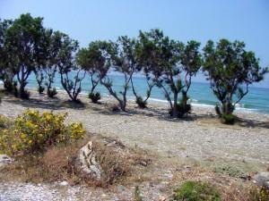 Τήνος: Αη Φωκάς-Παραλία με Αρμυρίκια