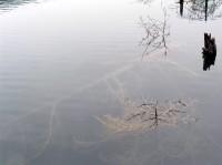 Feneos (Doxa) Lake Submerged Tree