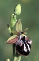 Φενεός: Απρόσμενη συνάντηση στο δάσος. Η ορχιδέα Ophrys Leukophthalma