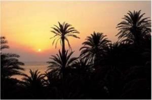 Λασίθι: Το φοινικόδασος το ηλιοβασίλεμα