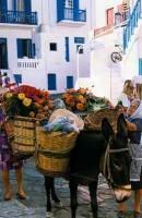 Mykonos Town moving Flower-Shop; it also produces the indispensable manure by itself!!!