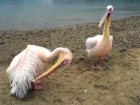 Mykonos Town Pelicans