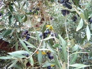 Olive Tree: Main Agricultural Production of Messinia