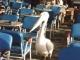 Mykonos Town Pelican Among Us