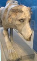 Akr 143.  Marble dog (Head Detail)