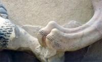 Akr 003. Two Lions and a Bull Pediment (Detail)