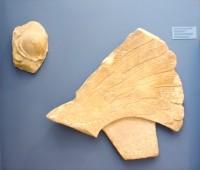 Akr 1233. Fragment of a breast from a female pedimental figure And Akr 996. Part of a wing from a pedimental sculpture