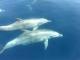 Syros Dolphins